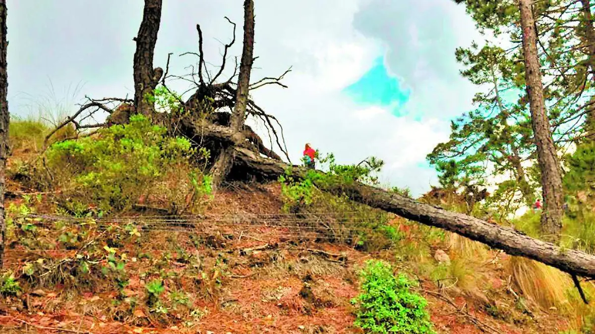 ÁRBOLES CUAUTEPEC (1)